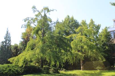 Fotografia da espécie Taxodium distichum