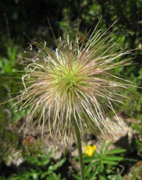Fotografia 4 da espécie  Anemone alpina subesp. apiifolia no Jardim Botânico UTAD
