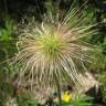 Fotografia 4 da espécie  Anemone alpina subesp. apiifolia do Jardim Botânico UTAD
