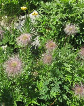 Fotografia 5 da espécie  Anemone alpina subesp. apiifolia no Jardim Botânico UTAD