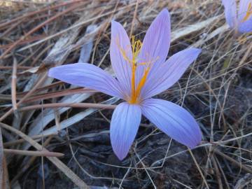 Fotografia da espécie Crocus serotinus subesp. serotinus