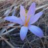 Fotografia 32 da espécie Crocus serotinus subesp. serotinus do Jardim Botânico UTAD