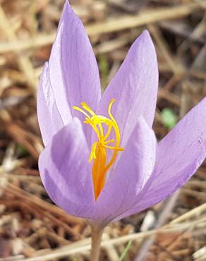 Fotografia 34 da espécie Crocus serotinus subesp. serotinus no Jardim Botânico UTAD