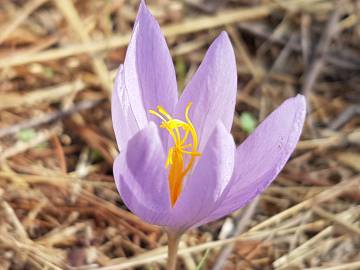 Fotografia da espécie Crocus serotinus subesp. serotinus