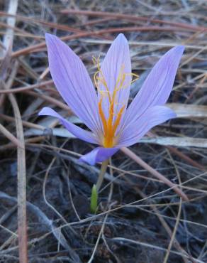 Fotografia 35 da espécie Crocus serotinus subesp. serotinus no Jardim Botânico UTAD