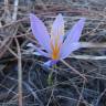 Fotografia 35 da espécie Crocus serotinus subesp. serotinus do Jardim Botânico UTAD