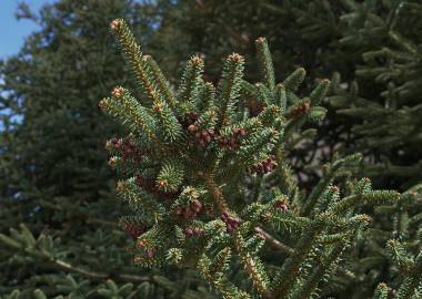 Fotografia da espécie Abies pinsapo