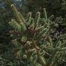 Fotografia 11 da espécie Abies pinsapo do Jardim Botânico UTAD