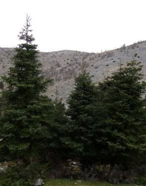 Fotografia 10 da espécie Abies pinsapo no Jardim Botânico UTAD