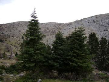 Fotografia da espécie Abies pinsapo