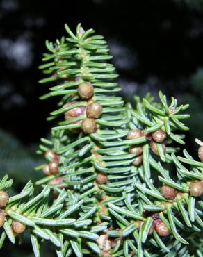 Fotografia 11 da espécie Abies pinsapo no Jardim Botânico UTAD