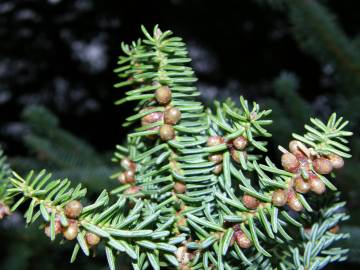 Fotografia da espécie Abies pinsapo