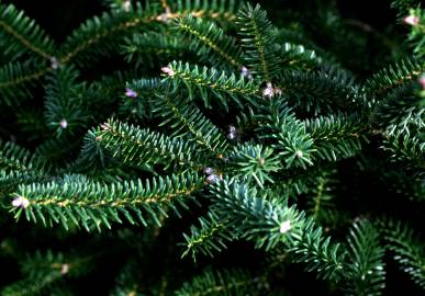 Fotografia da espécie Abies pinsapo