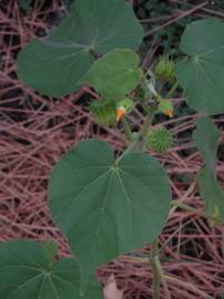 Fotografia da espécie Abutilon theophrasti