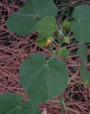 Fotografia 13 da espécie Abutilon theophrasti no Jardim Botânico UTAD