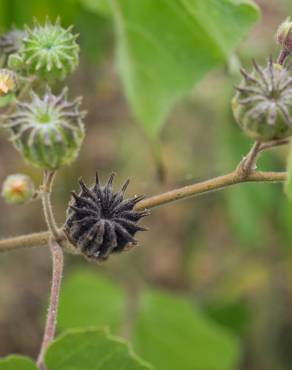 Fotografia 14 da espécie Abutilon theophrasti no Jardim Botânico UTAD