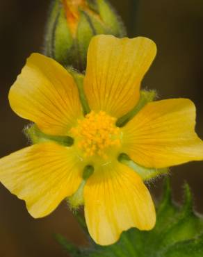 Fotografia 15 da espécie Abutilon theophrasti no Jardim Botânico UTAD