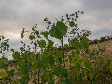 Fotografia da espécie Abutilon theophrasti