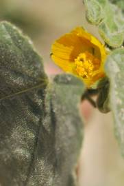 Fotografia da espécie Abutilon theophrasti