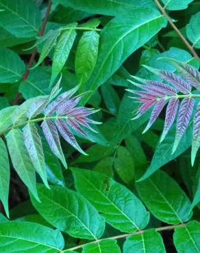 Fotografia 19 da espécie Ailanthus altissima no Jardim Botânico UTAD