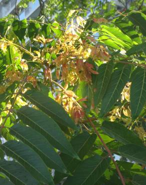 Fotografia 20 da espécie Ailanthus altissima no Jardim Botânico UTAD