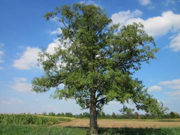 Fotografia da espécie Alnus glutinosa