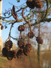 Fotografia da espécie Alnus glutinosa