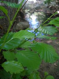 Fotografia da espécie Alnus glutinosa