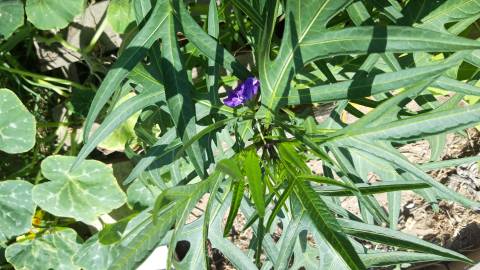 Fotografia da espécie Solanum laciniatum