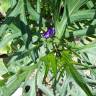 Fotografia 28 da espécie Solanum laciniatum do Jardim Botânico UTAD