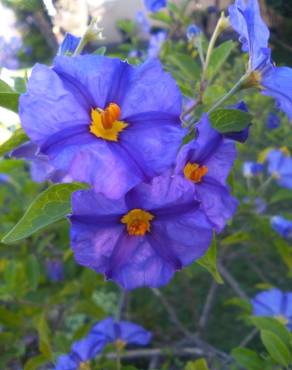 Fotografia 12 da espécie Lycianthes rantonnetii no Jardim Botânico UTAD