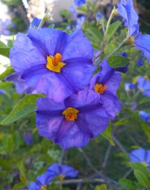 Fotografia 12 da espécie Lycianthes rantonnetii no Jardim Botânico UTAD