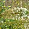 Fotografia 13 da espécie Reseda alba subesp. alba do Jardim Botânico UTAD