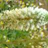 Fotografia 14 da espécie Reseda alba subesp. alba do Jardim Botânico UTAD