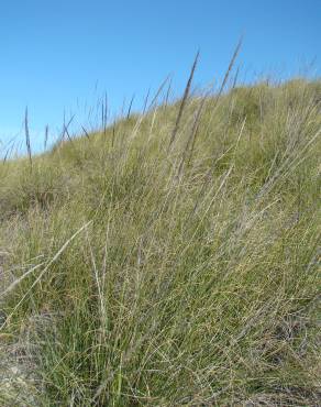 Fotografia 11 da espécie Stipa tenacissima no Jardim Botânico UTAD