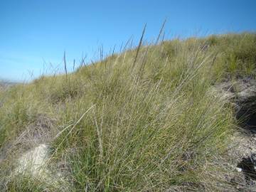 Fotografia da espécie Stipa tenacissima