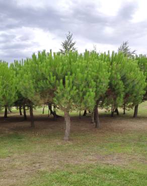 Fotografia 13 da espécie Pinus pinea no Jardim Botânico UTAD
