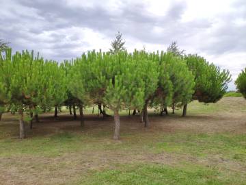 Fotografia da espécie Pinus pinea