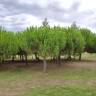 Fotografia 13 da espécie Pinus pinea do Jardim Botânico UTAD