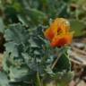 Fotografia 12 da espécie Glaucium corniculatum do Jardim Botânico UTAD