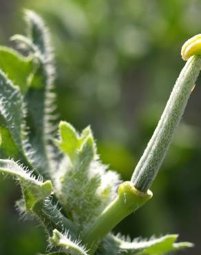 Fotografia 14 da espécie Glaucium corniculatum no Jardim Botânico UTAD