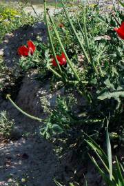 Fotografia da espécie Glaucium corniculatum