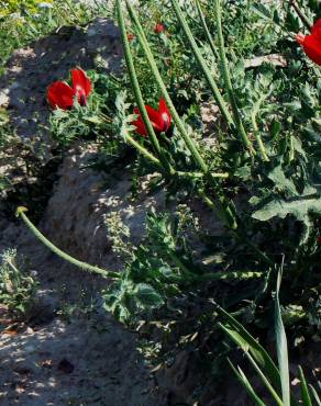 Fotografia 18 da espécie Glaucium corniculatum no Jardim Botânico UTAD