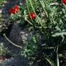 Fotografia 18 da espécie Glaucium corniculatum do Jardim Botânico UTAD