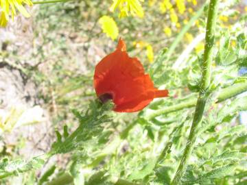 Fotografia da espécie Glaucium corniculatum