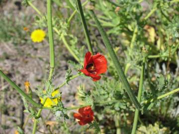 Fotografia da espécie Glaucium corniculatum