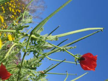 Fotografia da espécie Glaucium corniculatum