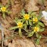 Fotografia 9 da espécie Pallenis maritima do Jardim Botânico UTAD