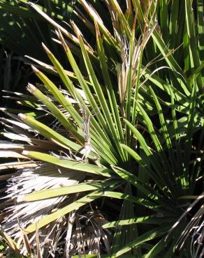 Fotografia 14 da espécie Chamaerops humilis no Jardim Botânico UTAD