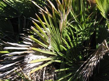 Fotografia da espécie Chamaerops humilis